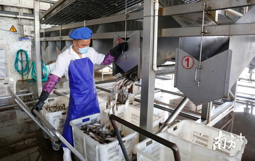 鯪魚罐頭出口逆勢上揚，中山食品企業迎全面復工熱潮